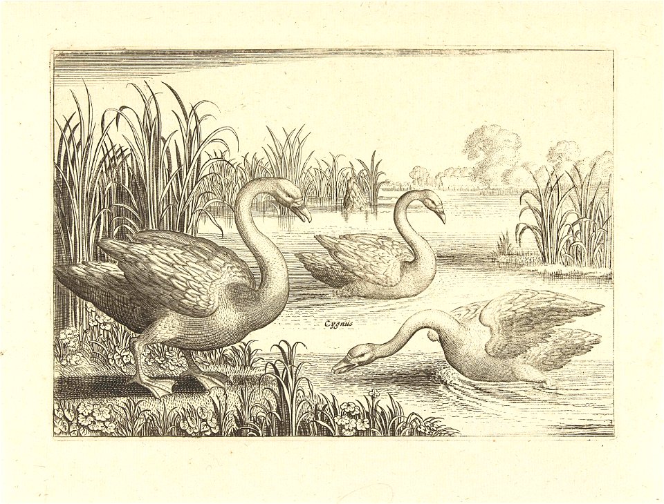 Drie zwanen in een vijver