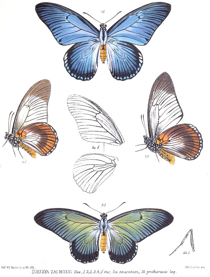 DruryaZalmoxisRippon