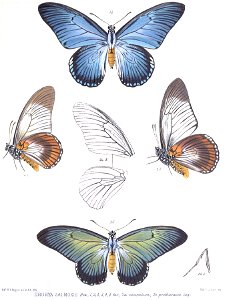 DruryaZalmoxisRippon
