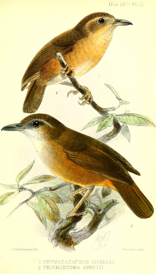 DrymocataphusTrichostomaKeulemans