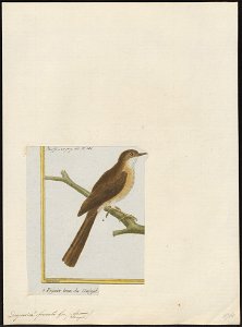 Drymoica fuscata - 1700-1880 - Print - Iconographia Zoologica - Special Collections University of Amsterdam - UBA01 IZ16200031
