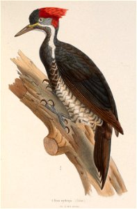 Dryocopus lineatus erythrops 1849