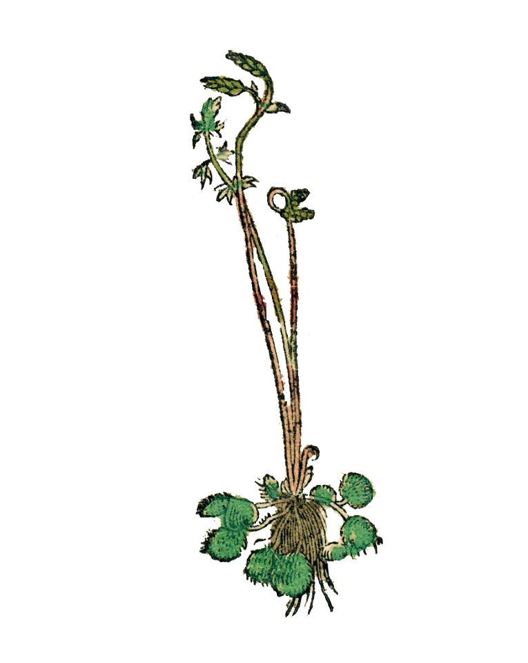 Drosera b