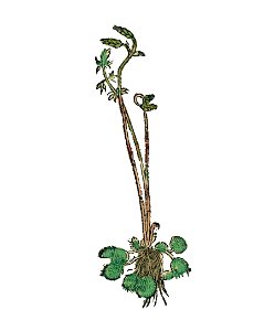 Drosera b