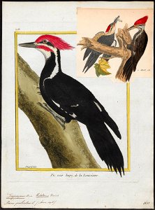 Dryocopus pileatus - 1700-1880 - Print - Iconographia Zoologica - Special Collections University of Amsterdam - UBA01 IZ18700157