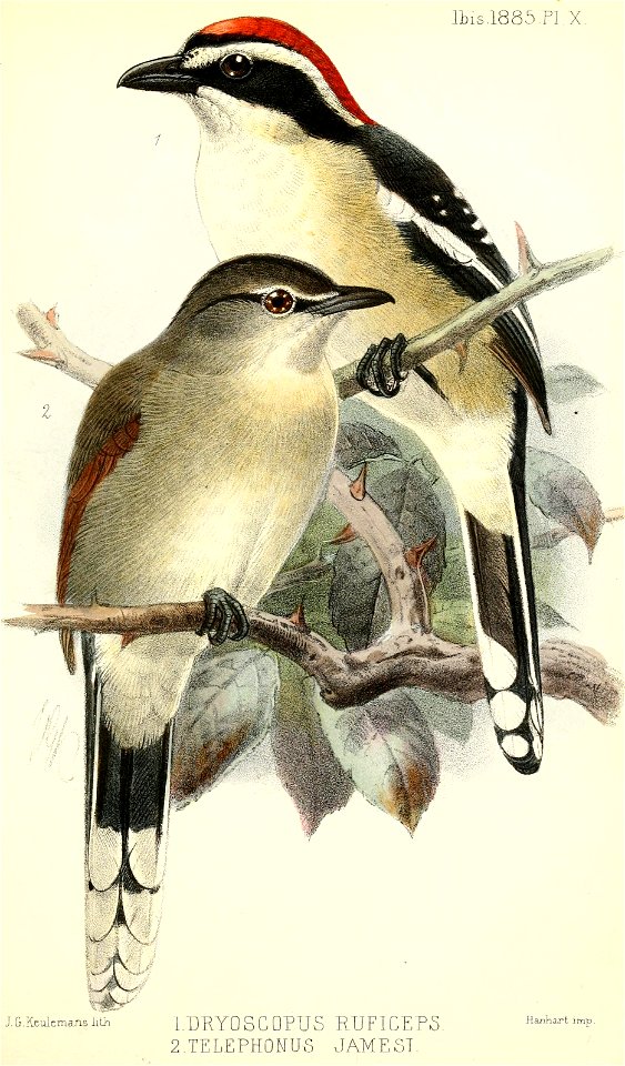DryoscopusTelephonusKeulemans