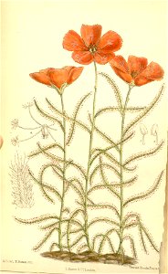 Drosera cistiflora