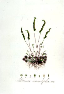 Drosera rotundifolia — Flora Batava — Volume v7
