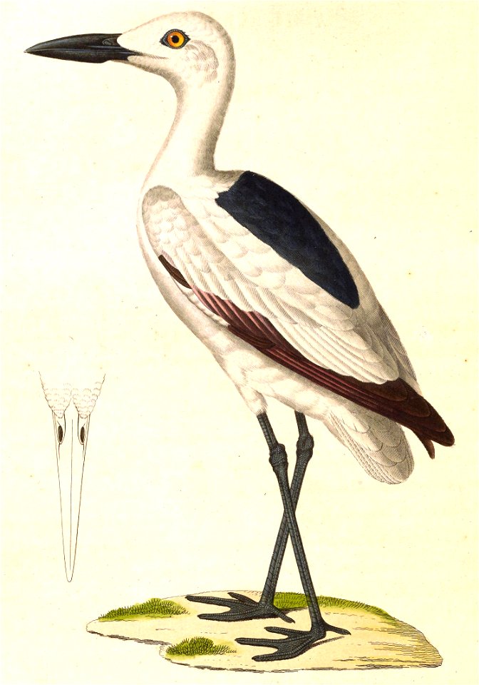 Dromas ardeola 1838