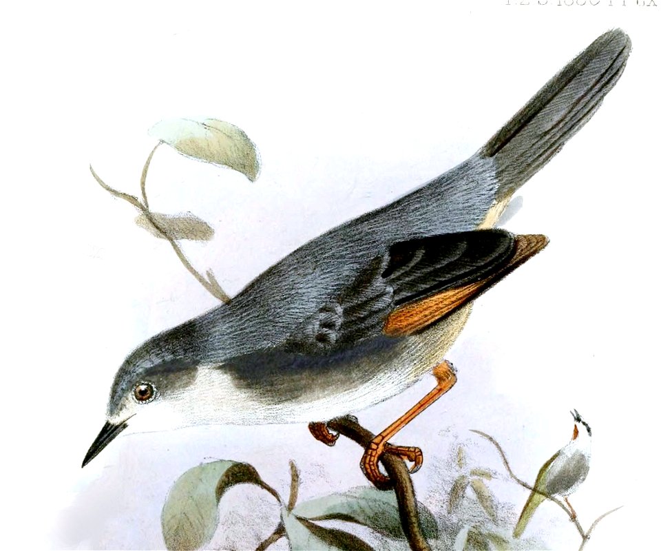 Drymocichla incana Smit