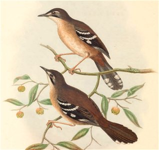Drymoedus beccarii - The Birds of New Guinea (cropped) (cropped). Free illustration for personal and commercial use.
