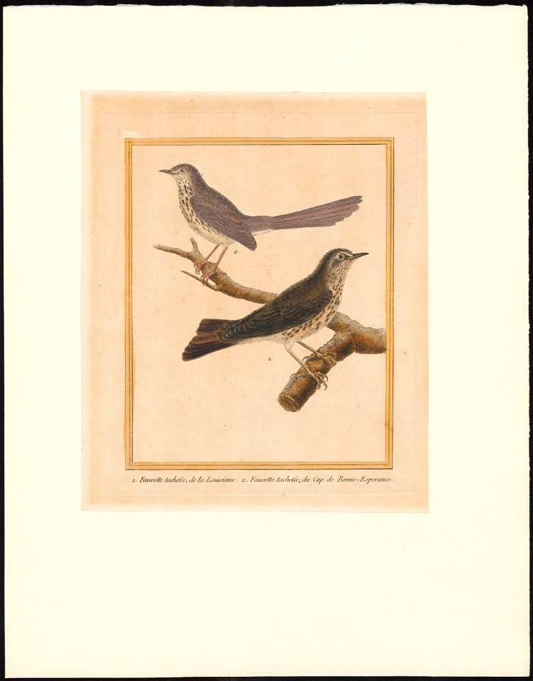 Drymoica maculosa - 1796-1799 - Print - Iconographia Zoologica - Special Collections University of Amsterdam - UBA01 IZAA100179