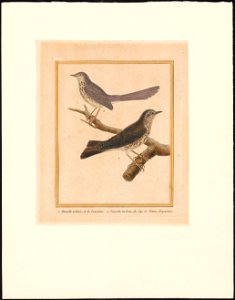 Drymoica maculosa - 1796-1799 - Print - Iconographia Zoologica - Special Collections University of Amsterdam - UBA01 IZAA100179