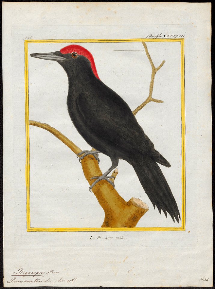 Dryocopus martius - 1700-1880 - Print - Iconographia Zoologica - Special Collections University of Amsterdam - UBA01 IZ18700145
