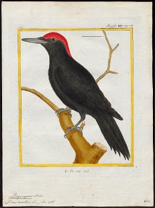 Dryocopus martius - 1700-1880 - Print - Iconographia Zoologica - Special Collections University of Amsterdam - UBA01 IZ18700145