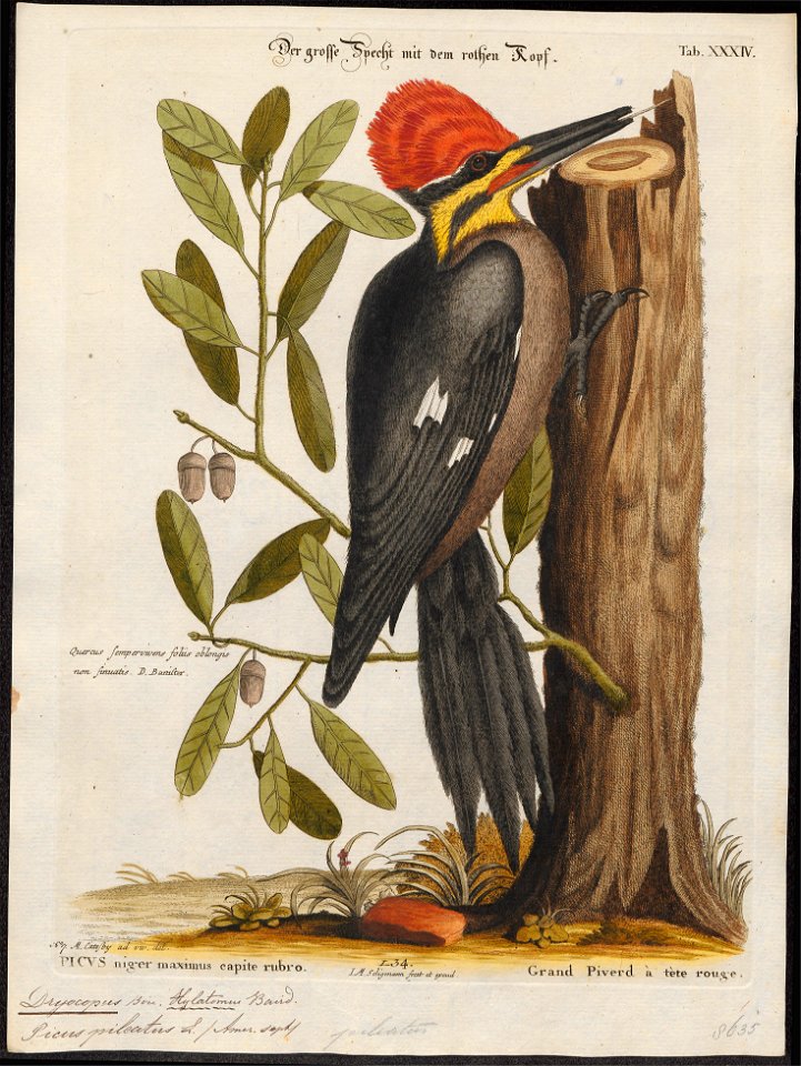 Dryocopus pileatus - 1700-1880 - Print - Iconographia Zoologica - Special Collections University of Amsterdam - UBA01 IZ18700159
