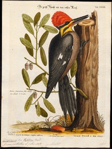 Dryocopus pileatus - 1700-1880 - Print - Iconographia Zoologica - Special Collections University of Amsterdam - UBA01 IZ18700159