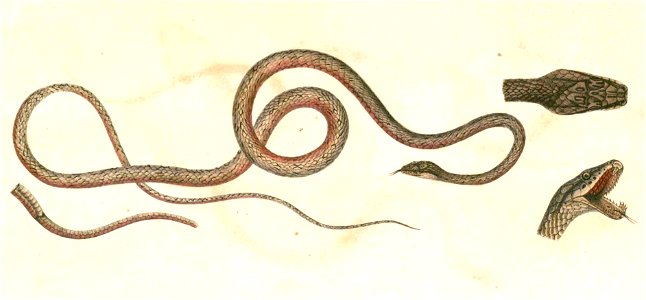 Dryophiops rubescens Hardwicke
