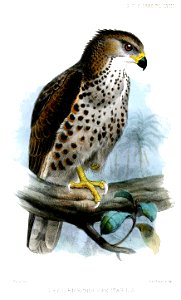 DryotriorchisSpectabilisSmit