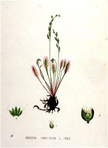 Drosera longifolia — Flora Batava — Volume v19