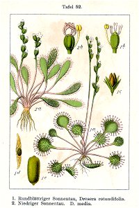 Drosera spp Sturm06052