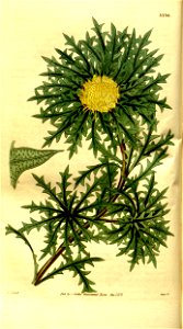 Dryandra armata (Curtis's Botanical Magazine Plate 3236). Free illustration for personal and commercial use.
