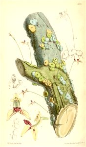 Drymoda picta - Curtis' 97 (Ser. 3 no. 27) pl. 5904 (1870)