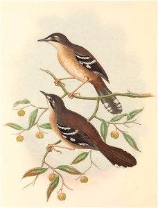 Drymoedus beccarii - The Birds of New Guinea (cropped)
