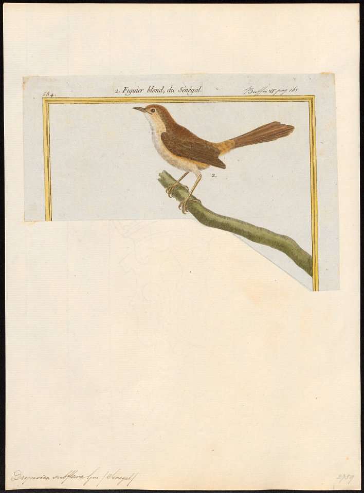 Drymoica subflava - 1700-1880 - Print - Iconographia Zoologica - Special Collections University of Amsterdam - UBA01 IZ16200027