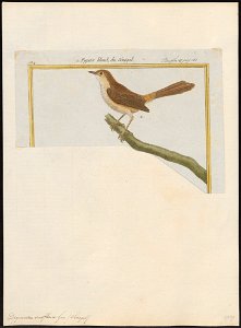 Drymoica subflava - 1700-1880 - Print - Iconographia Zoologica - Special Collections University of Amsterdam - UBA01 IZ16200027