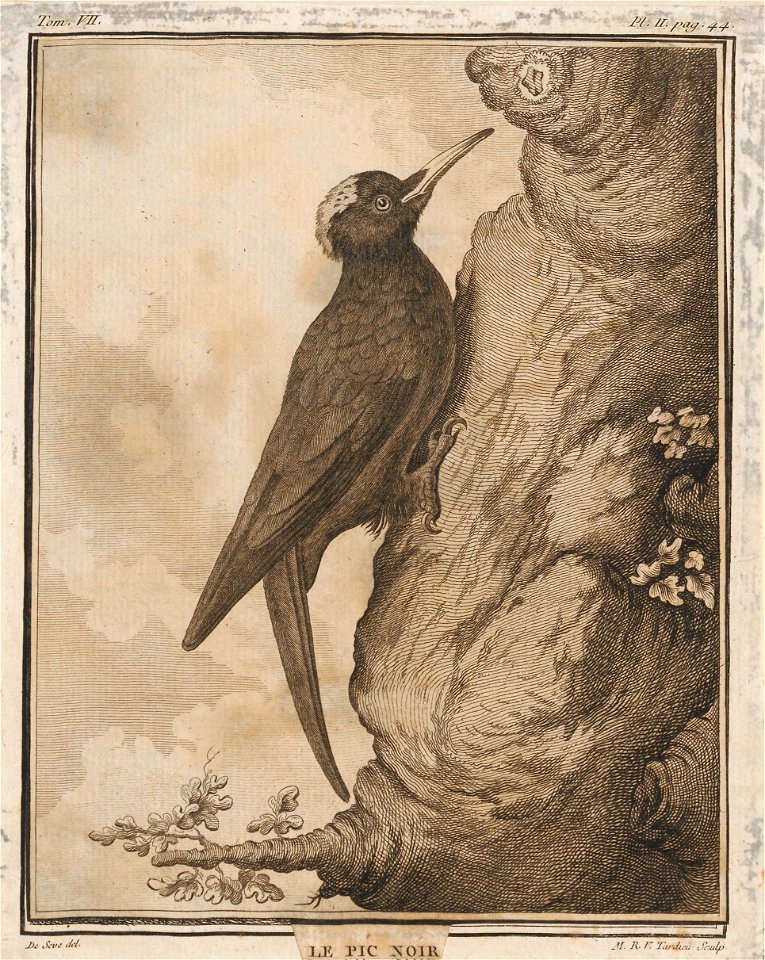 Dryocopus martius - 1700-1880 - Print - Iconographia Zoologica - Special Collections University of Amsterdam - UBA01 IZ18700154