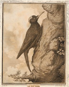 Dryocopus martius - 1700-1880 - Print - Iconographia Zoologica - Special Collections University of Amsterdam - UBA01 IZ18700154