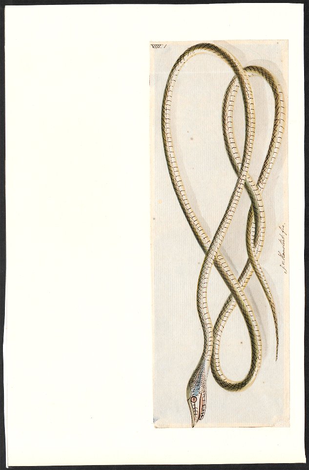 Dryophis mycterizans - 1753-1834 - Print - Iconographia Zoologica - Special Collections University of Amsterdam - UBA01 IZA1000186