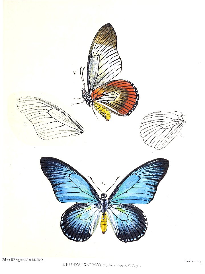 DruryaZalmoxis2Rippon