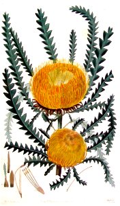 Dryandra formosa from Flora Australasica