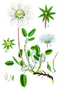 Dryas octopetala Sturm43