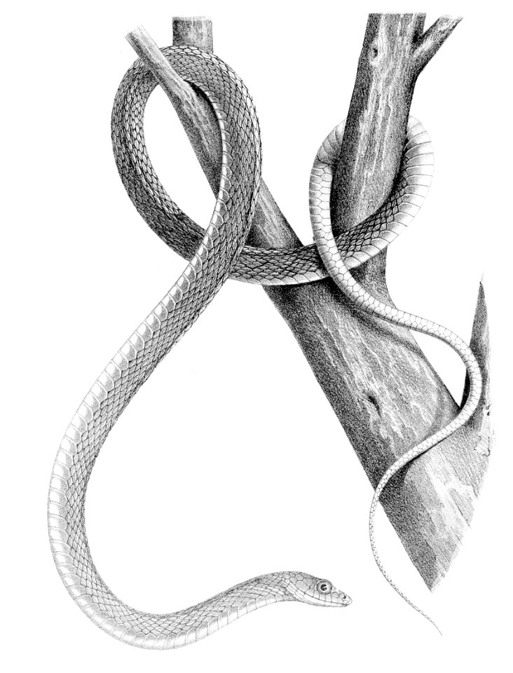 Drymobius melanotropis