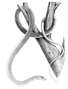 Drymobius melanotropis