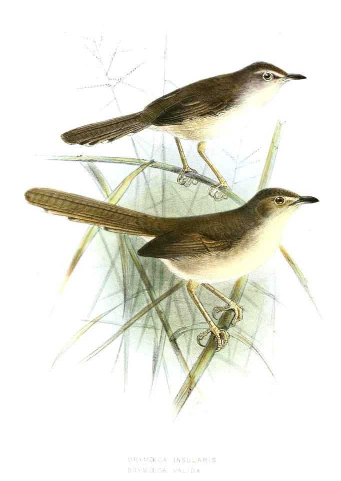 DrymoecaKeulemans