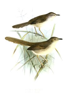 DrymoecaKeulemans