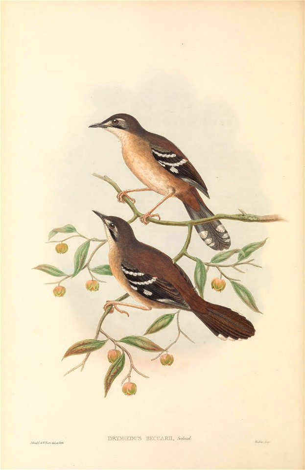 Drymoedus beccarii - The Birds of New Guinea