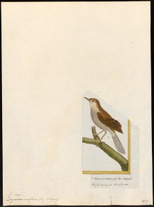 Drymoica subflava - 1700-1880 - Print - Iconographia Zoologica - Special Collections University of Amsterdam - UBA01 IZ16200029