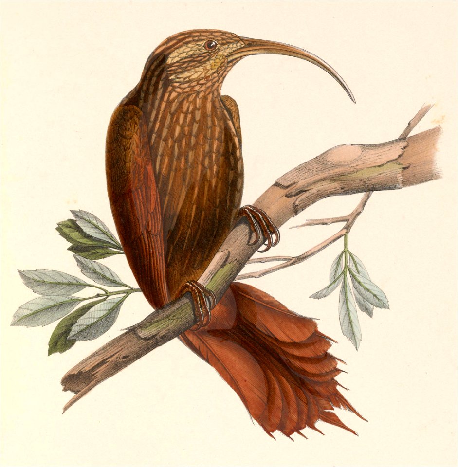 Drymotoxeres pucheranii 1849