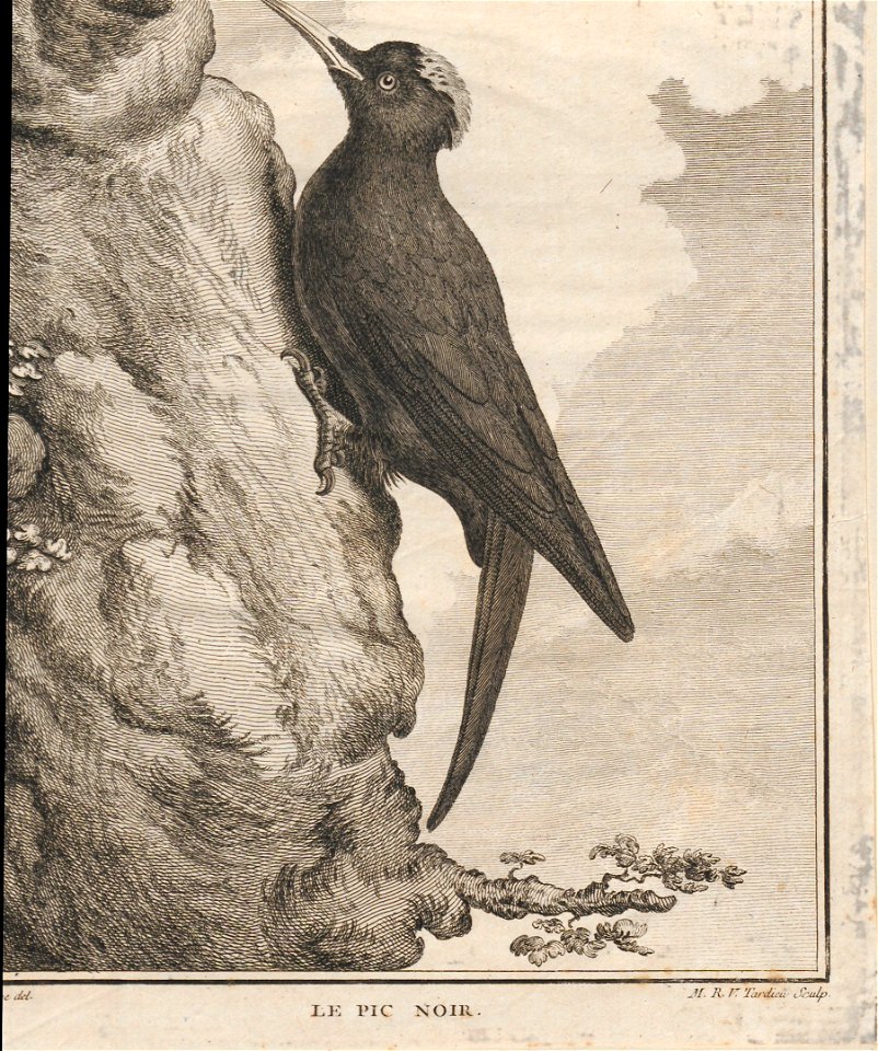 Dryocopus martius - 1700-1880 - Print - Iconographia Zoologica - Special Collections University of Amsterdam - UBA01 IZ18700155