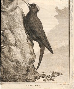 Dryocopus martius - 1700-1880 - Print - Iconographia Zoologica - Special Collections University of Amsterdam - UBA01 IZ18700155