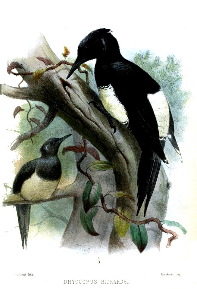 Dryocopus richardsi Smit