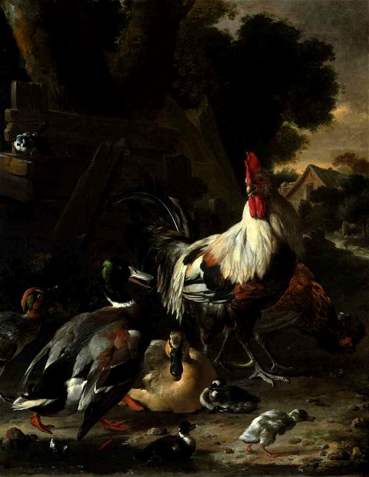 Ducks, hens and other fowl in a yard
