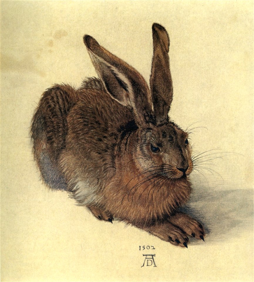 Duerer a young hare