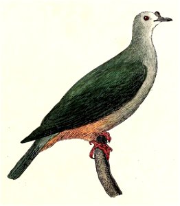 Ducula oceanica 1832