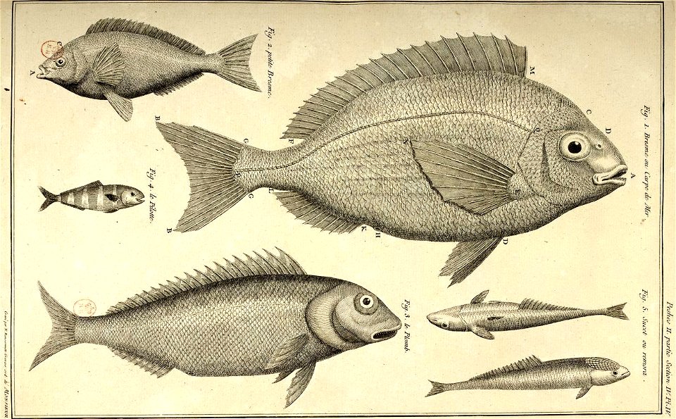 Duhamel - N. Ransonnette - sparidés